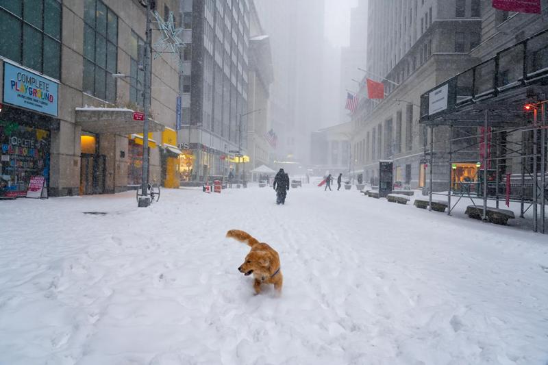 Calla Kessler_2026 Snowstorm_dog