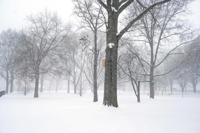 Calla Kessler_2026 Snowstorm_Battery Park